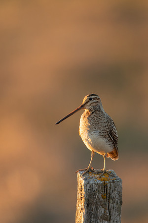 Common Snipe, Blondus,  Iceland, June 2022