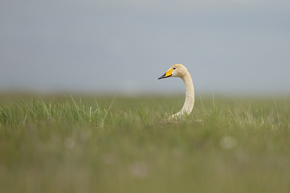 Whooper Swan, Floi, Iceland, June 2022