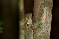 Boyds Forest Dragon, Atherton Tablelands, Cairns 2013