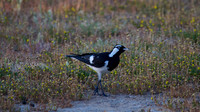 Magpie Lark
