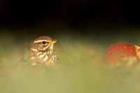 Redwing, Tockington, December 2022