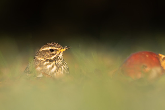 Redwing, Tockington, December 2022