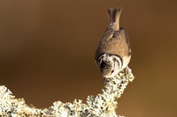 Crested Tit, Loch Morclich, February 2024