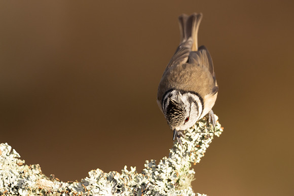 Crested Tit, Loch Morclich, February 2024