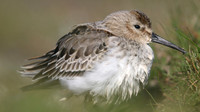 Dunlin, Davidstow Airfield, October 2016