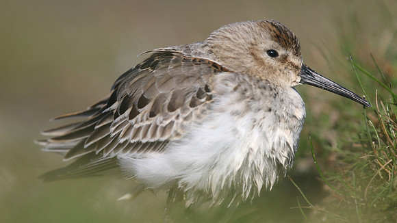 Dunlin, Davidstow Airfield, October 2016