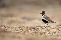 Golden Plover, Raufarhofn, Iceland, June 2022