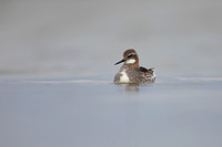 Red-necked Phalarope, River Laxa,  Iceland, June 2022