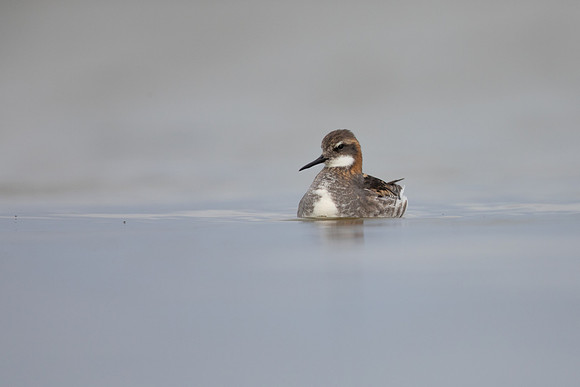 Red-necked Phalarope, River Laxa,  Iceland, June 2022
