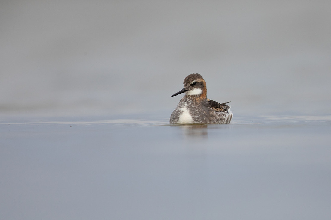 Red-necked Phalarope, River Laxa, Iceland, June 2022
