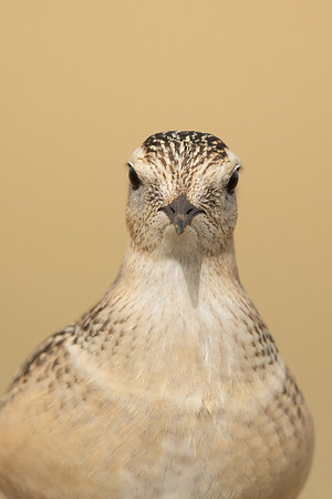 Dotterel, Cleeve Common, September 2022