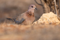 Laughing Dove, Cape Greco, July 2024