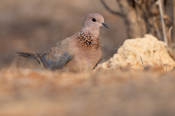 Laughing Dove, Cape Greco, July 2024