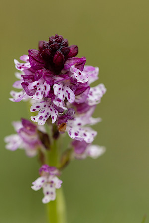 Burnt Tip-orchid var. aestivalis, Ladle Hill, July 2024,