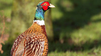 Pheasant, Tockington.
