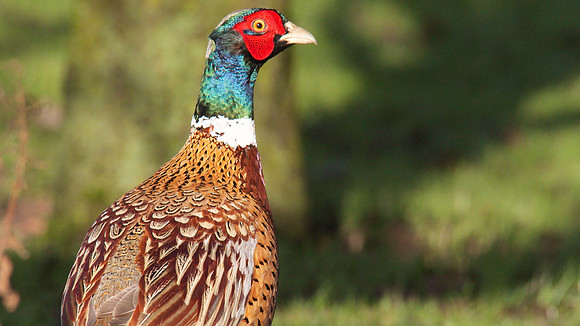Pheasant, Tockington.
