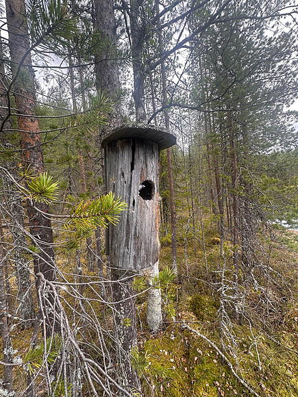 Goldeneye, Pintamo, Finland, June 2025