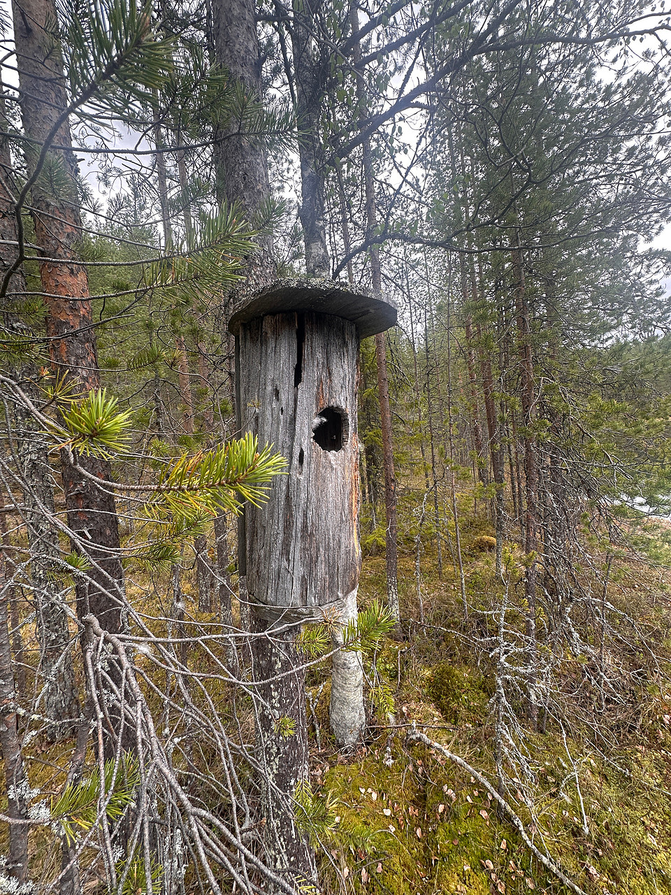 Goldeneye, Pintamo, Finland, June 2025