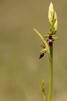 Fly Orchid, Selsey Common, May 2024
