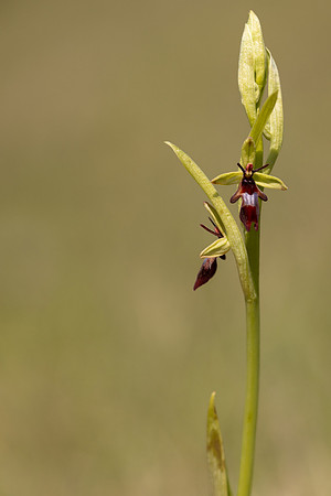 Fly Orchid, Selsey Common, May 2024