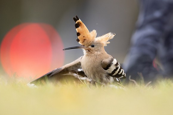 Hoopoe, Swansea, October 2024
