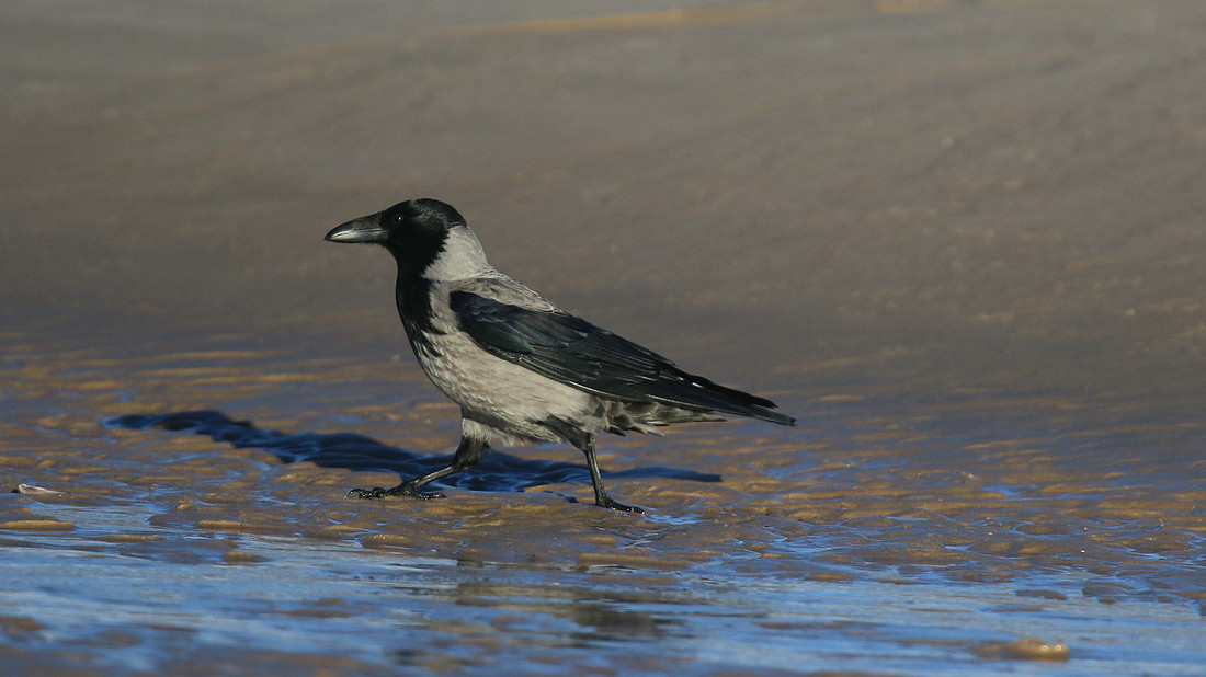 Hooded Crow, Findhorn, Feb 2015.