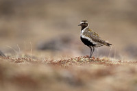Golden Plover, Raufarhofn, Iceland, June 2022