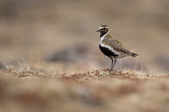 Golden Plover, Raufarhofn, Iceland, June 2022