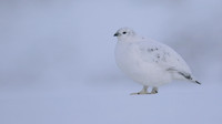 Ptarmigan, Cairngorms, Feb 2015