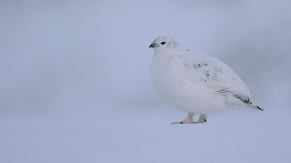 Ptarmigan, Cairngorms, Feb 2015