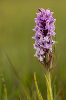 Early Marsh-orchid, Kenfig, June 2024