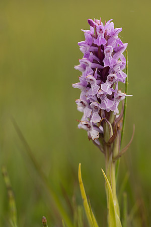 Early Marsh-orchid, Kenfig, June 2024