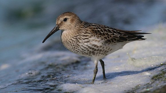 Dunlin, Farmoor Reservoir, August 2016