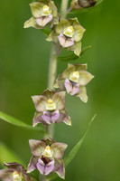 Broad-leafed Helleborine