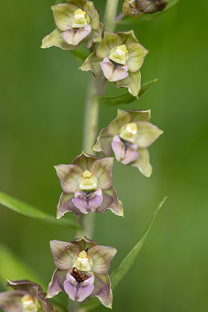 Broad-leafed Helleborine, Cotswolds, July 20224