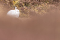 Mountain Hare, Findhorn Valley, February 2024