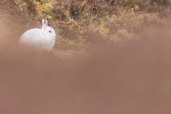 Mountain Hare, Findhorn Valley, February 2024