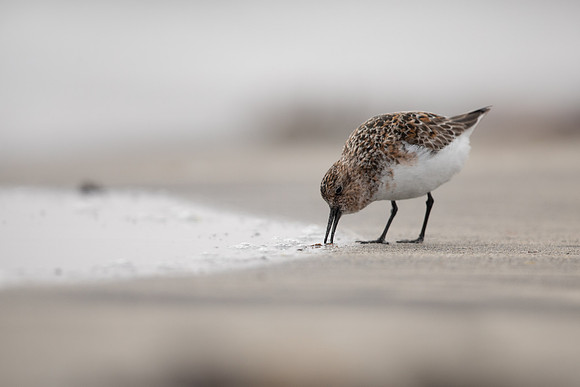 Sanderling, Raufarhofn, Iceland, June 2022