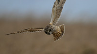 Short-eared Owl, Hawling, January 2015.