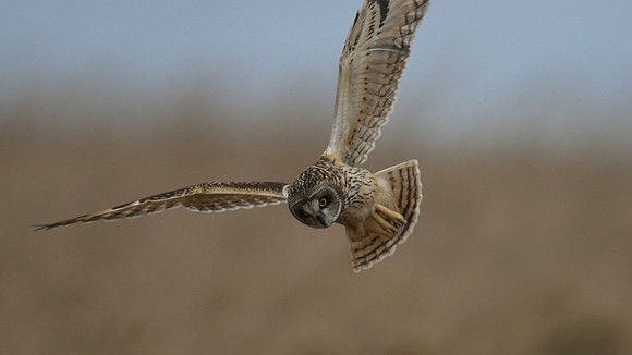 Short-eared Owl, Hawling, January 2015.