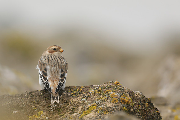 Snow Bunting, Severn Beach, November 2020