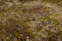 Arctic Skua, Snæfellsnes peninsula, Iceland, June 2022