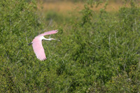 Roseate Spoonbill, Florida, February 2020