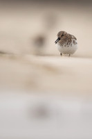 Sanderling, Raufarhofn, Iceland, June 2022