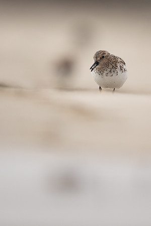 Sanderling, Raufarhofn, Iceland, June 2022