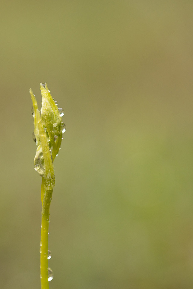 Fly Orchid, Dorset, April 2024