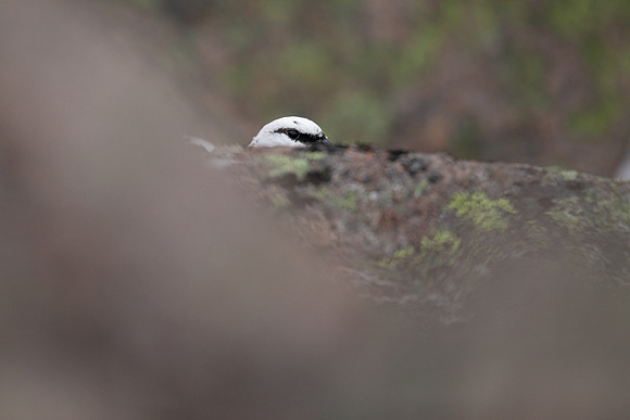 Ptarmigan, Cairngorms, January 2022