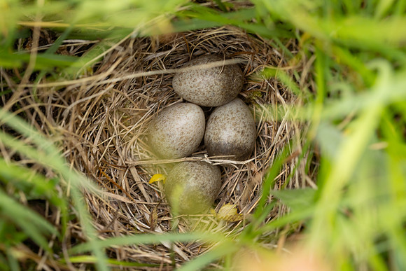 Skylark, Kenfig, June 2024.