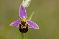 Bee Orchid, Cleeve common, June 2024