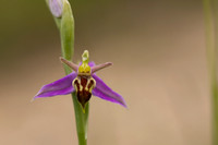 Wasp Orchid, Cleeve Common, June 2024.